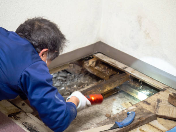 Best Attic Mold Removal  in Cumberland Hill, RI
