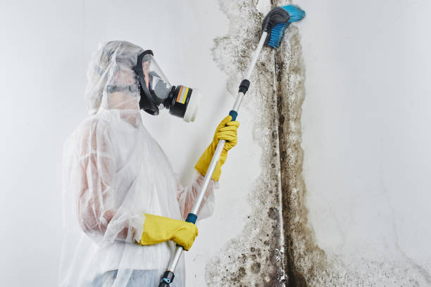 Trusted Cumberland Hill, RI Mold Removal Experts