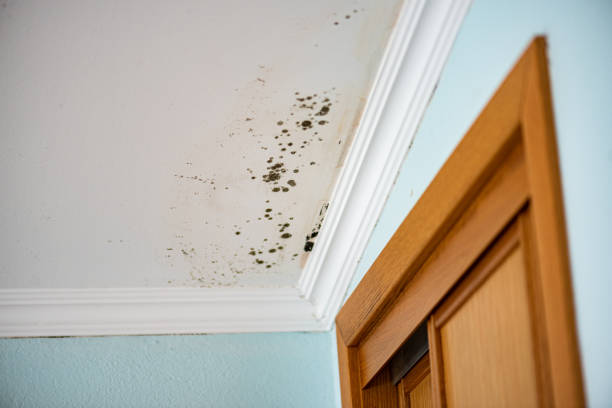 Best Commercial Mold Removal  in Cumberland Hill, RI