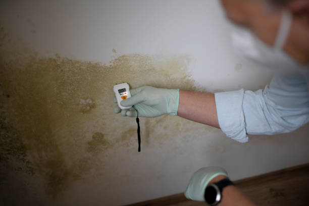 Best Residential Mold Removal  in Cumberland Hill, RI