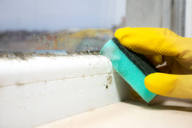 Best Office Mold Removal Services  in Cumberland Hill, RI