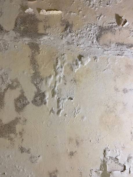 Best Best Mold Removal Companies  in Cumberland Hill, RI