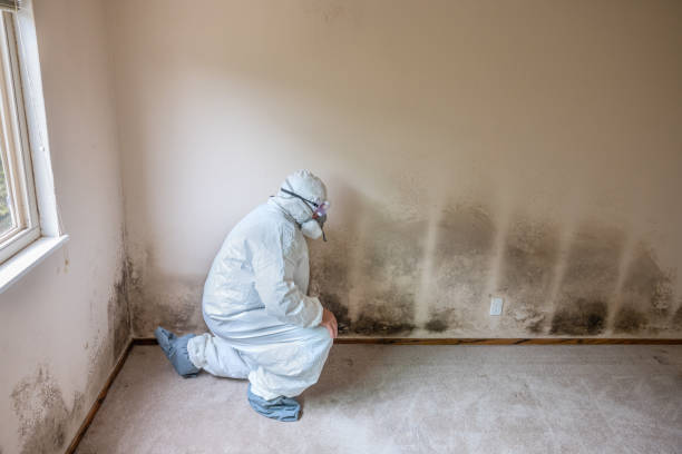 Attic Mold Removal in Cumberland Hill, RI