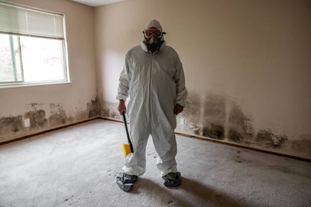 Best Mold Removal Company Near Me  in Cumberland Hill, RI