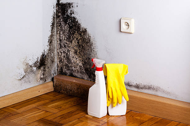 Best Mold Testing  in Cumberland Hill, RI