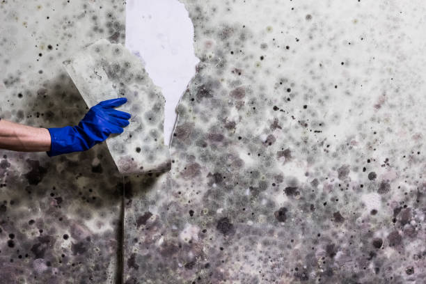 Best Mold Cleaning Services  in Cumberland Hill, RI