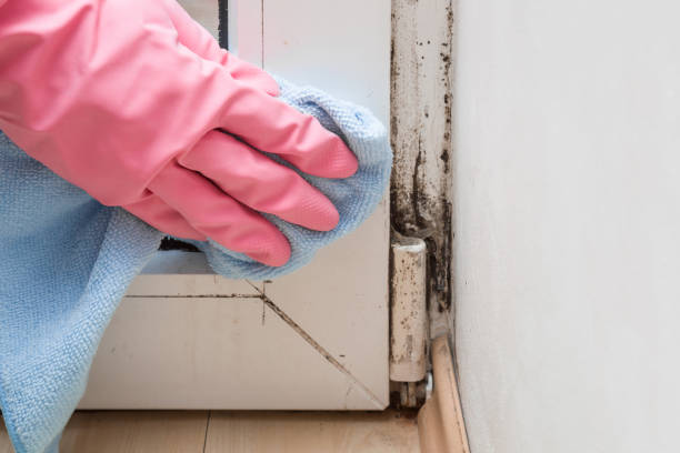 Best Professional Mold Removal  in Cumberland Hill, RI