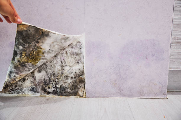Best Mold Remediation Services  in Cumberland Hill, RI